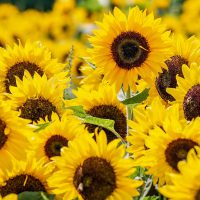 sunflowers-3792914_1920